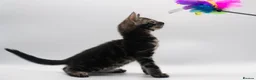 Bengal cats for sale: TICA Registered Snow & Charcoal Bengal Kittens - Advert 6