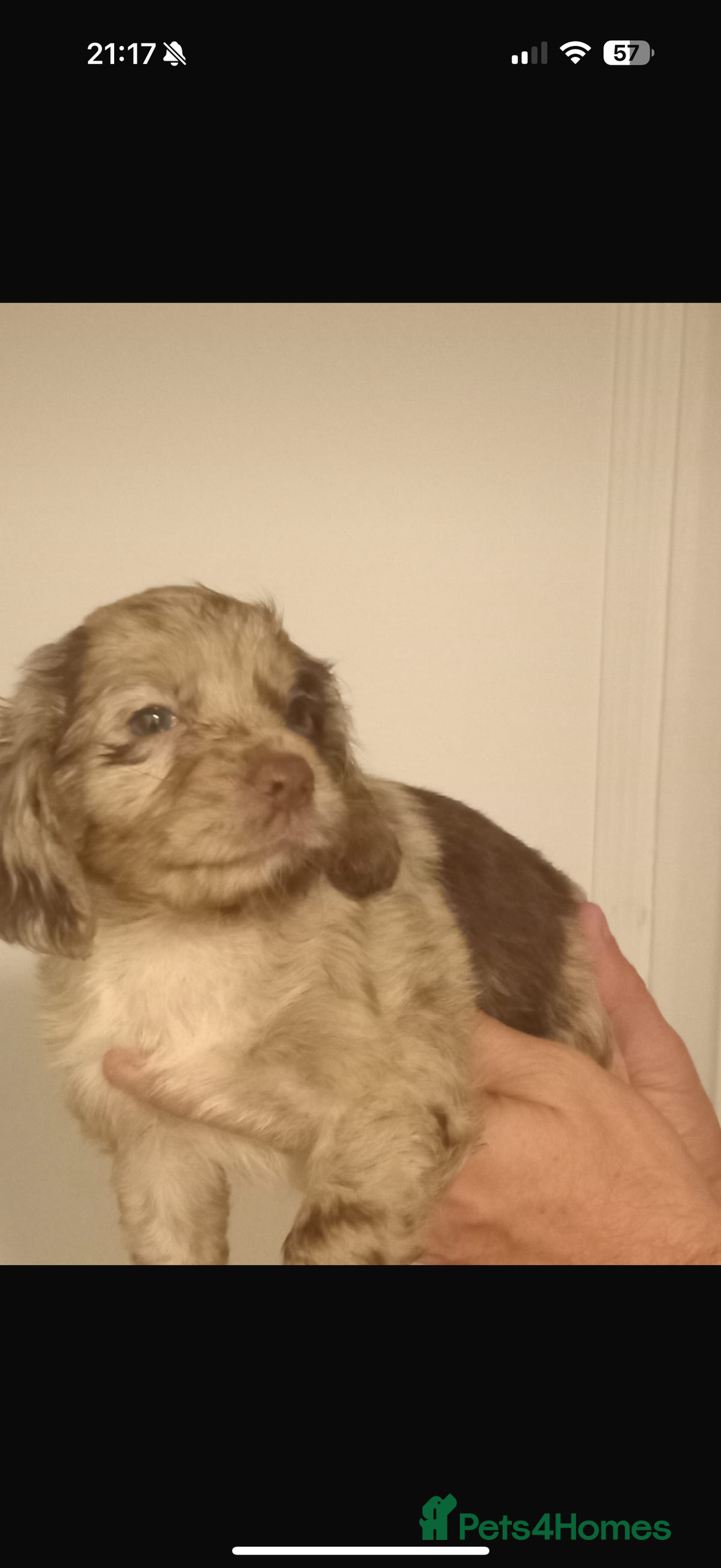 Cocker Spaniel dogs for sale: Working cocker spaniels  - Image 4