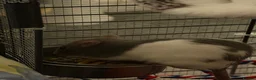Rat rodents for sale: 2x female rats with cage - Advert 6
