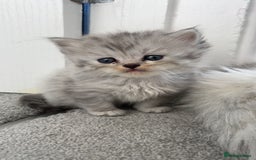 Mixed Breed cats for sale: Half Persian chinchilla and Taby mixed breed - Image 3
