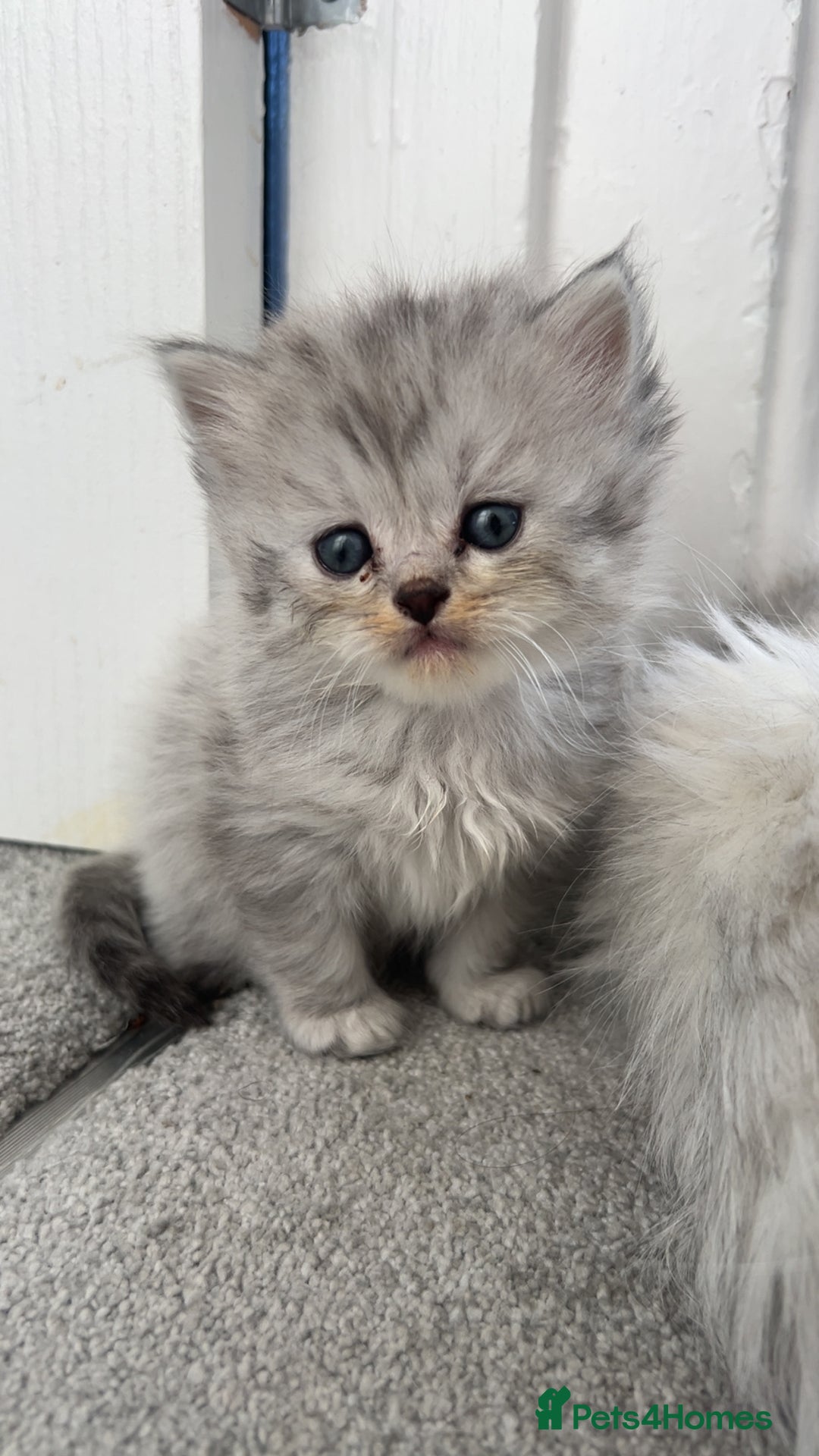 Mixed Breed cats for sale: Half Persian chinchilla and Taby mixed breed - Image 3