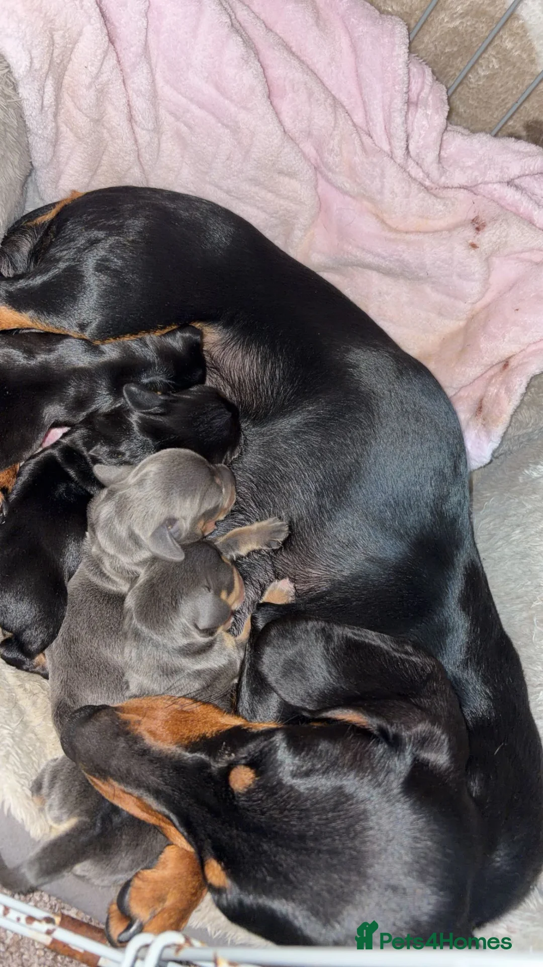 Miniature Dachshund dogs for sale: 🤍Miniature Dachshunds🤍 in Telford - Advert 2