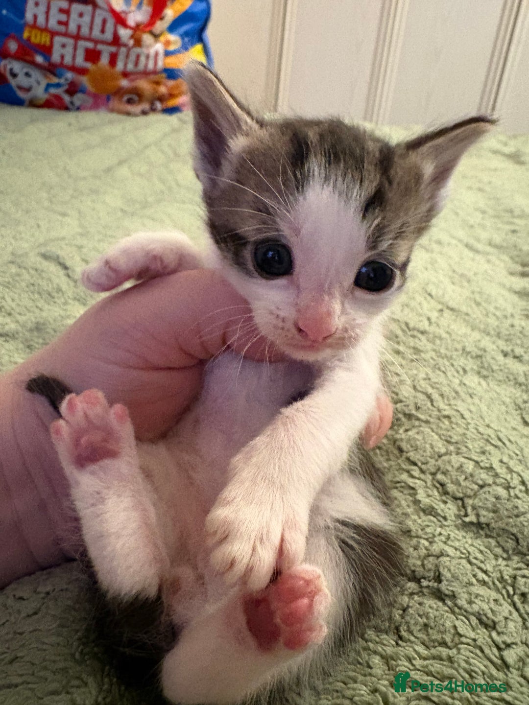 Mixed Breed cats for sale: Beautiful kittens looking for loving homes  - Advert 4