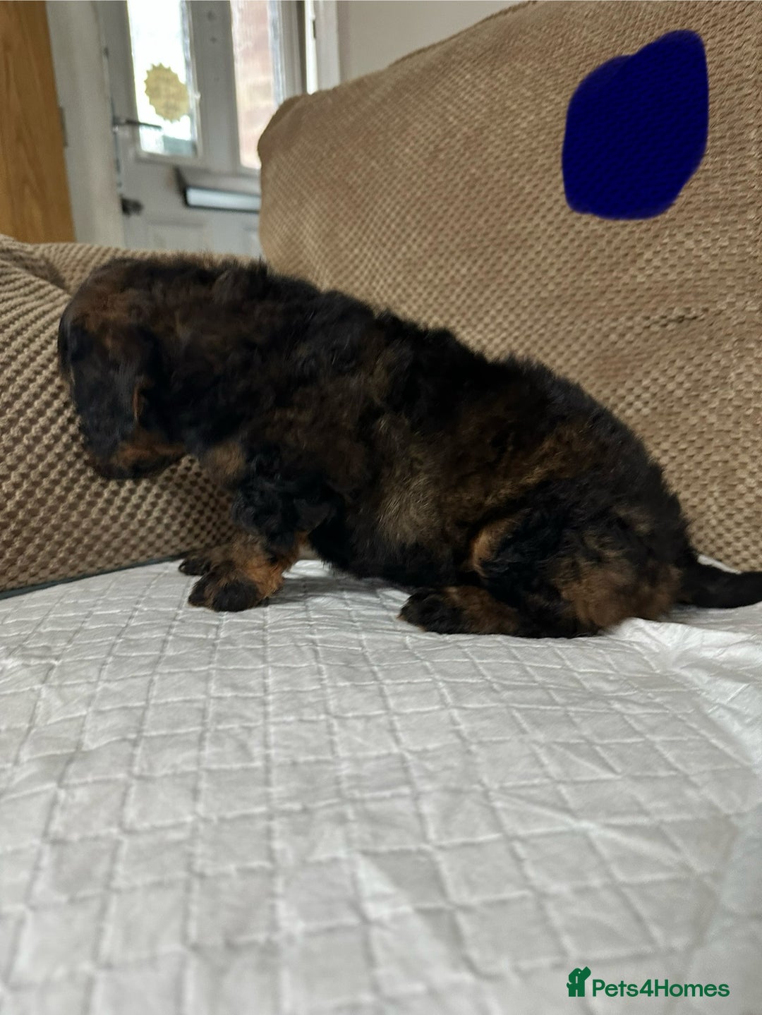 Cockapoo dogs for sale: Outstanding Cockapoos Puppies. 4 boys💙 2 girls 💗 - Image 6