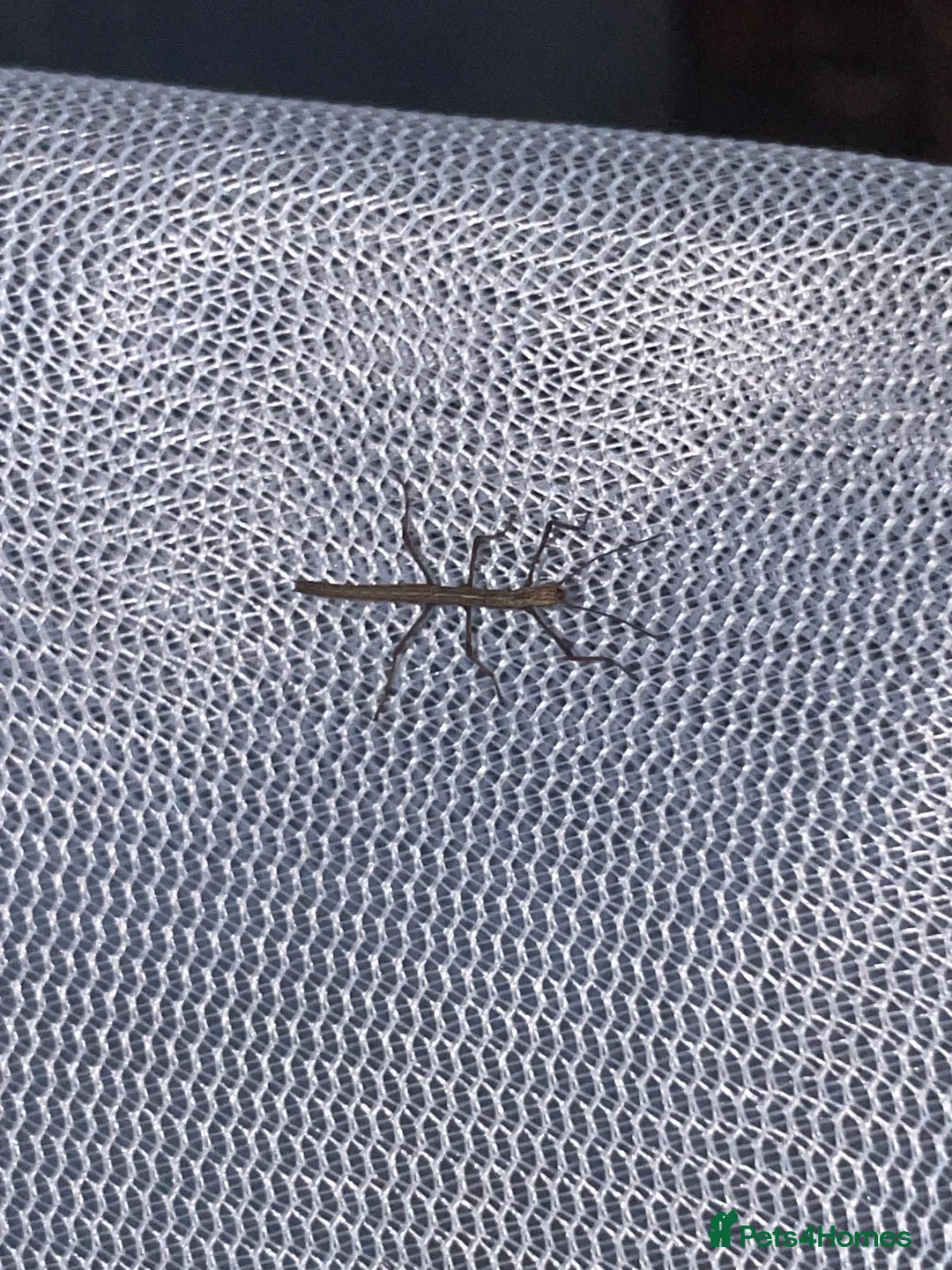 Stick Insects invertebrates for sale: Baby Indian Stick Insects £1 Each  - Advert 2