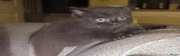 British Shorthair cats for sale: British shorthair cross kittens  - Advert 12