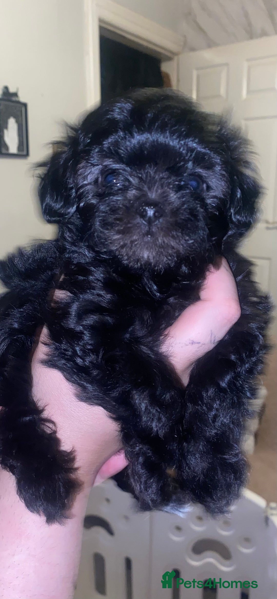 Maltipoo dogs for sale: F1 dollface Korean/Asian maltipoo fur babys  😍💙 - Advert 6