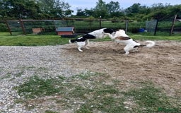 Mixed Breed dogs for adoption: Eddie - Norwich Norfolk  - Image 23