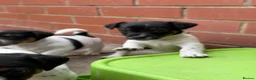 Jack Russell dogs for sale: 3 beautiful Jack Russell girls - Advert 5