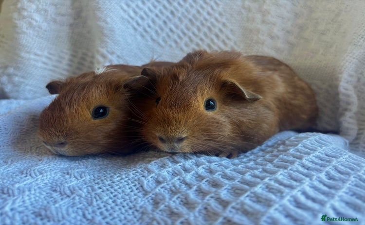Guinea Pig rodents - Advert 1