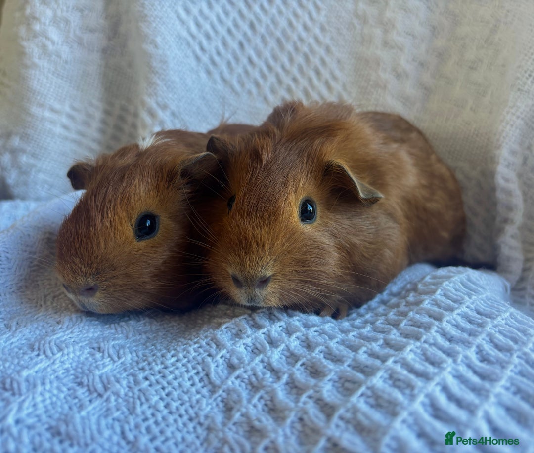 Guinea Pig rodents for sale: Stunning pair of male guineapigs - Image 1