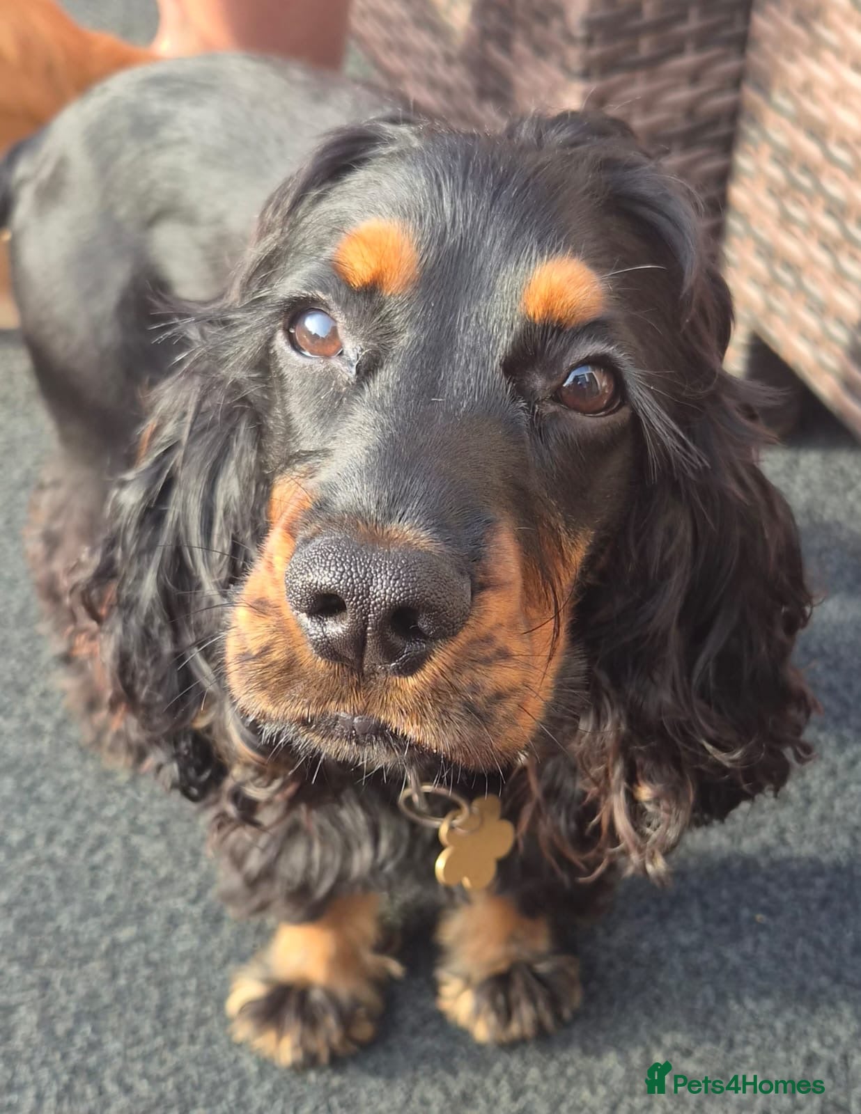 Cocker Spaniel dogs Winnie - Advert 2