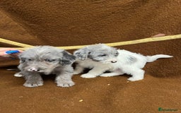 Jackapoo dogs for sale: Beautiful Jackapoo Puppies, READY NOW - Image 12