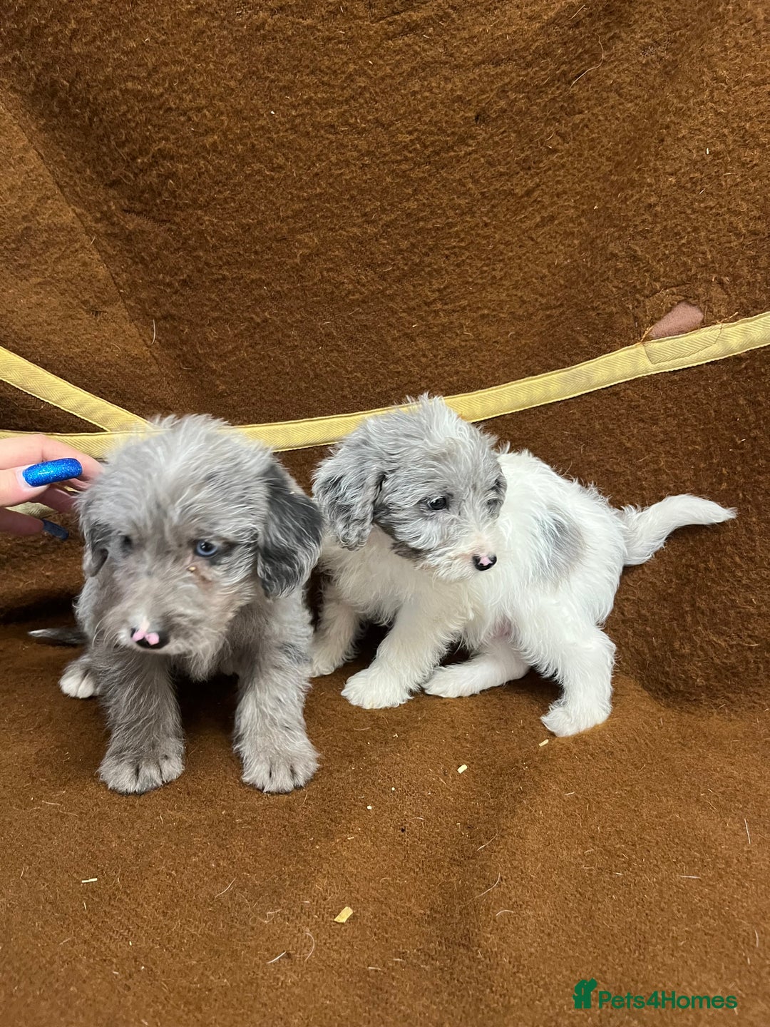 Jackapoo dogs for sale: Beautiful Jackapoo Puppies, READY NOW - Image 12