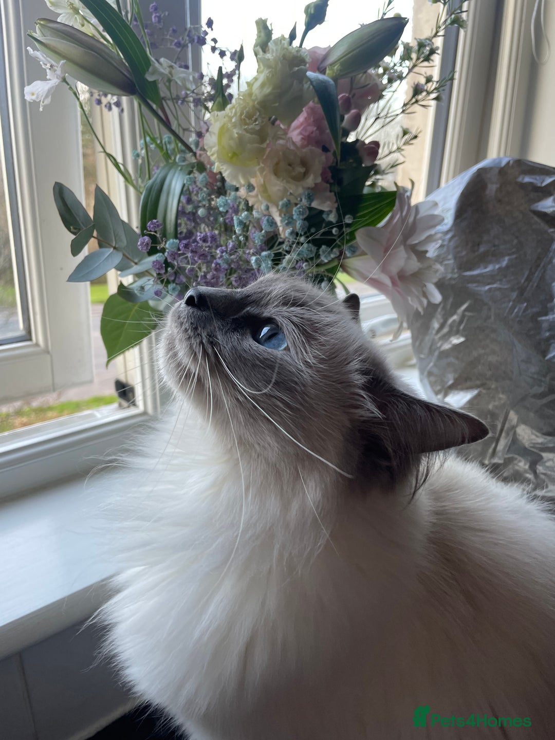 Ragdoll cats for sale: 🌸2x Extensively health tested Retiring Queens🌸 - Image 6