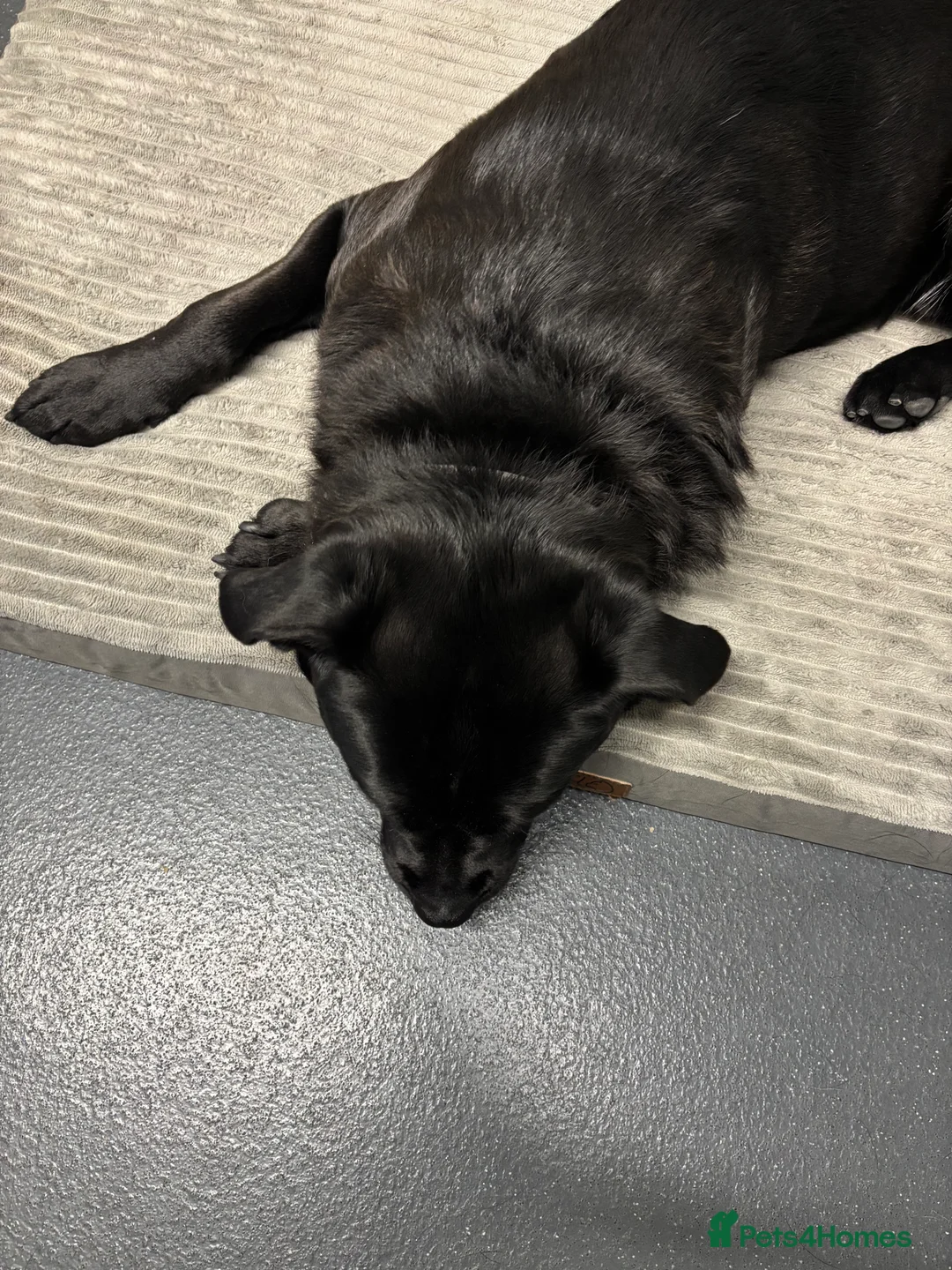 Mixed Breed dogs for sale: Bruno the shug - Advert 6