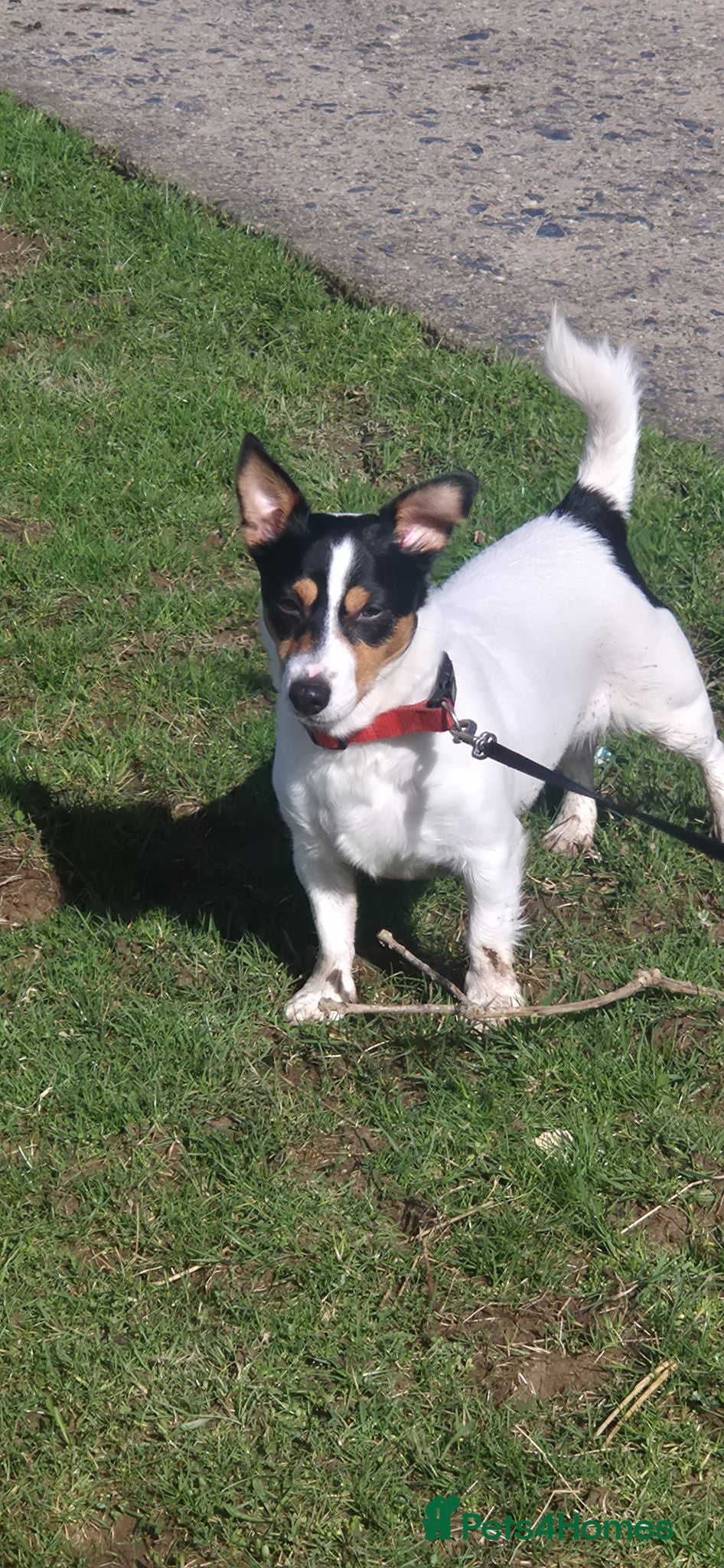 Jack Russell dogs Adorable little jack russel  - Advert 4