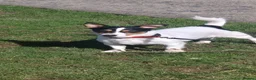 Jack Russell dogs for sale: Adorable little jack russel  in Blaenau Ffestiniog - Advert 1