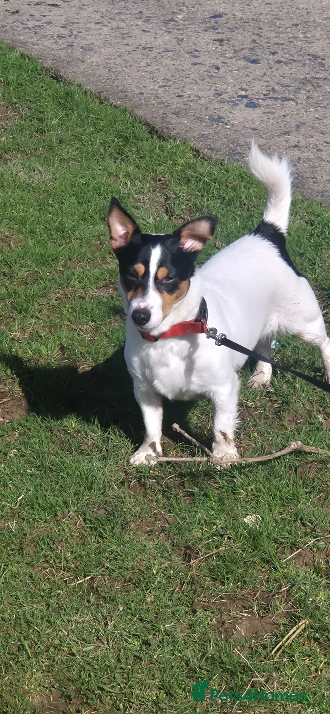 Jack Russell dogs for sale: Adorable little jack russel  in Blaenau Ffestiniog - Advert 1