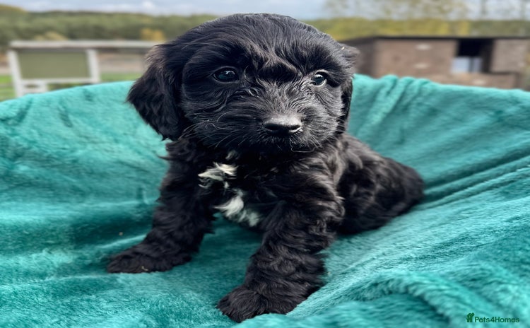 Mixed Breed dogs - Advert 1