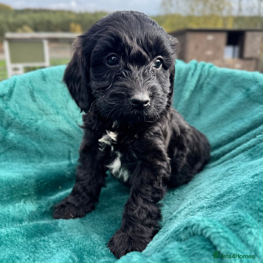 Mixed Breed dogs for sale: Cavapoo x cocker spaniels  - Image 1