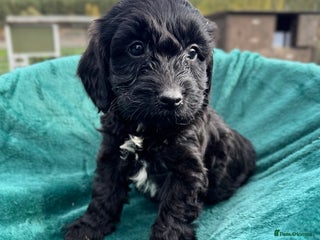 Mixed Breed dogs - Advert 3