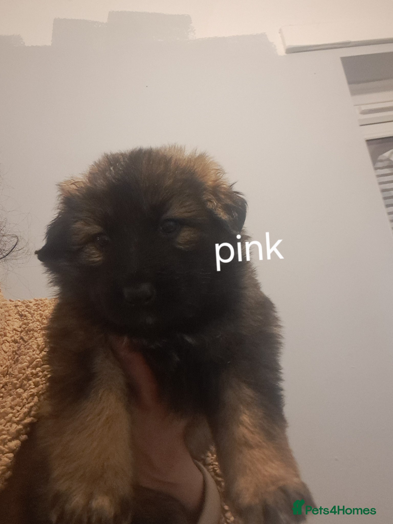 German Shepherd dogs German Shepherd straight back working line  - Advert 13