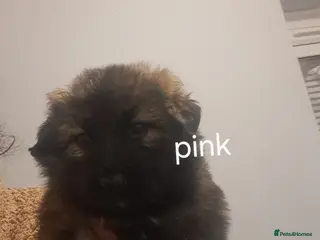 German Shepherd dogs German Shepherd straight back working line - Advert 13