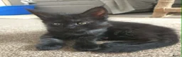 Maine Coon cats for sale: 3 Maine Coon kittens. - Advert 24