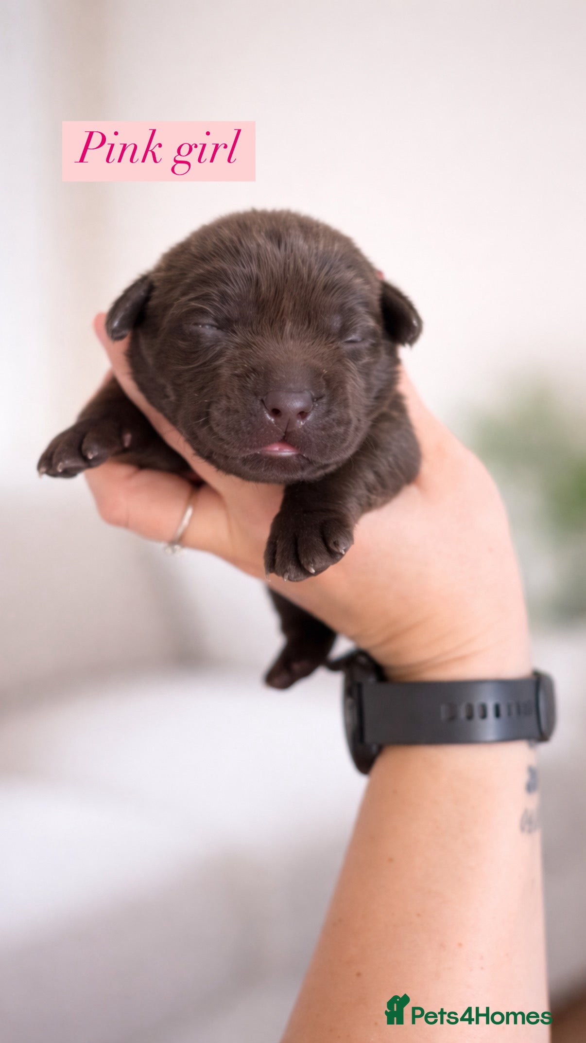 Labrador Retriever dogs Chocolate Labradors KC  - Advert 10