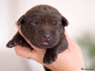 Labrador Retriever dogs Chocolate Labradors KC - Advert 10