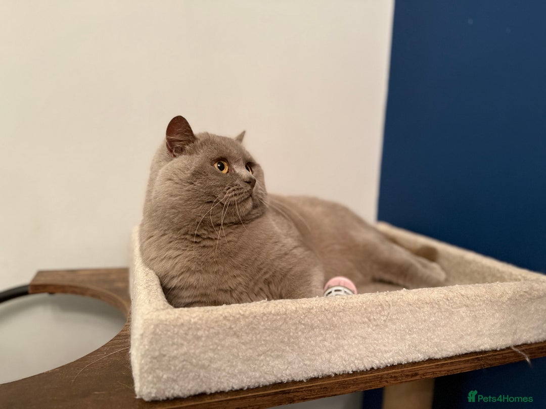 British Shorthair cats for sale: Neutered GCCG CHAMPION lilac Male - Image 4