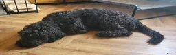 Mixed Breed dogs for adoption: ARTIE  - Advert 5