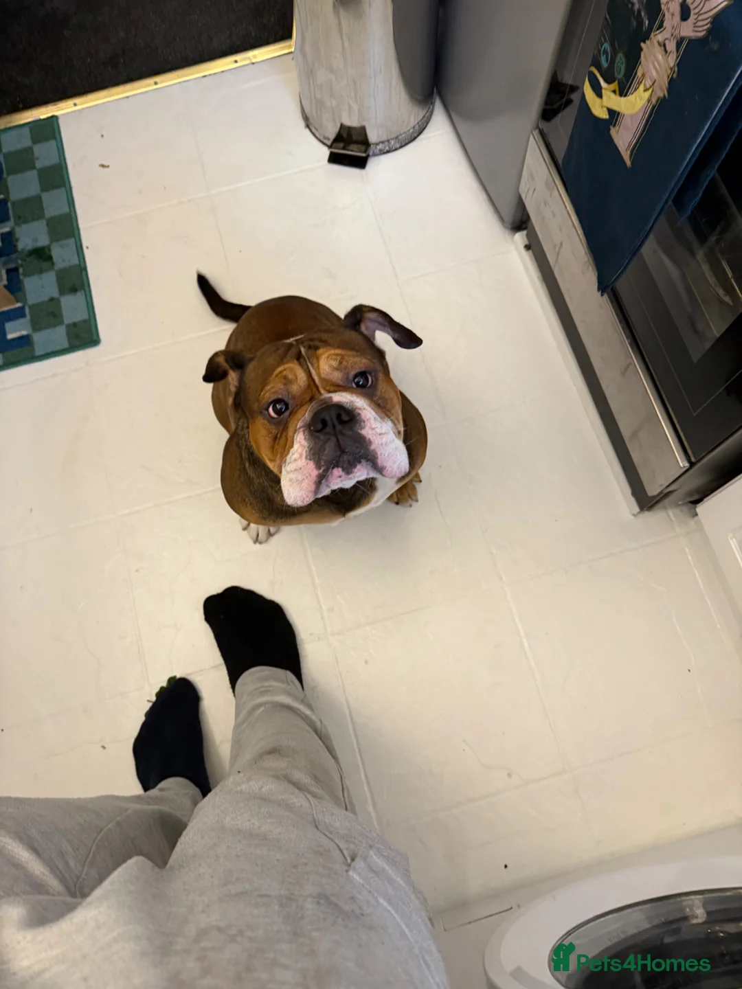 English Bulldog dogs for sale: Buddy needs a family in Northolt - Advert 15