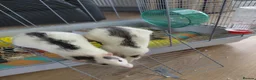 Rat rodents for sale: 2 male rats in Thetford - Advert 7