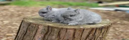 Netherland Dwarf rabbits for sale: Purebred Netherland dwarf - Advert 4