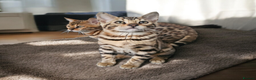 Bengal cats for sale: bengal  - Advert 5