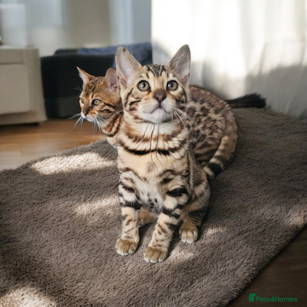 Bengal cats for sale: bengal  - Advert 5
