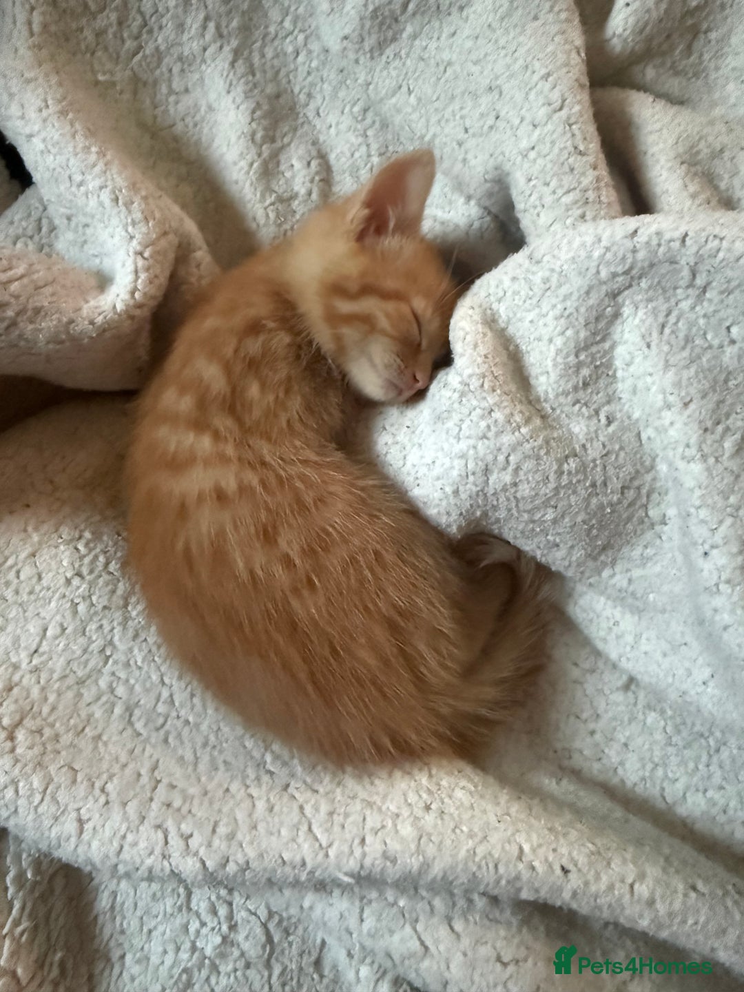 Maine Coon cats for sale: Ginger kittens - Advert 7