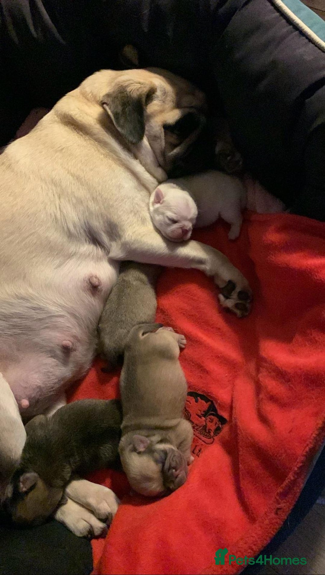 Pug dogs for sale: Stunning Pug Puppies - Advert 2