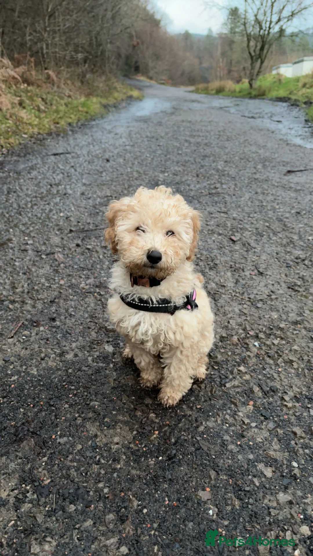 Cavapoochon dogs for sale: Cavapoochon pup - Advert 4