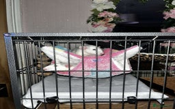 Rat rodents for sale: 2 female dumbo rats for sale  - Image 4