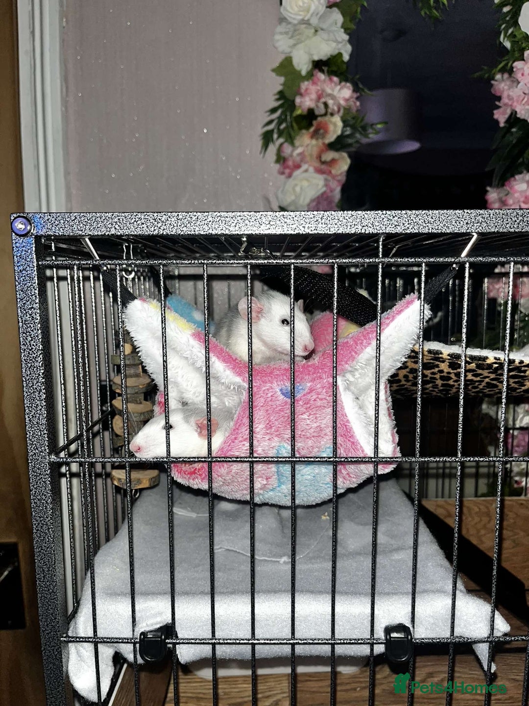 Rat rodents for sale: 2 female dumbo rats for sale  - Image 4