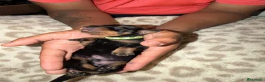 Green Collar 