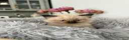 Ragdoll cats for sale: Beautiful Ragdoll Kittens – Health Tested Parents. - Advert 7