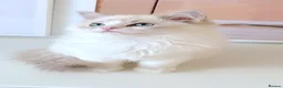 Ragdoll cats for sale: INDOOR GCCF REGISTERED RAGDOLL KITTENS - Advert 26