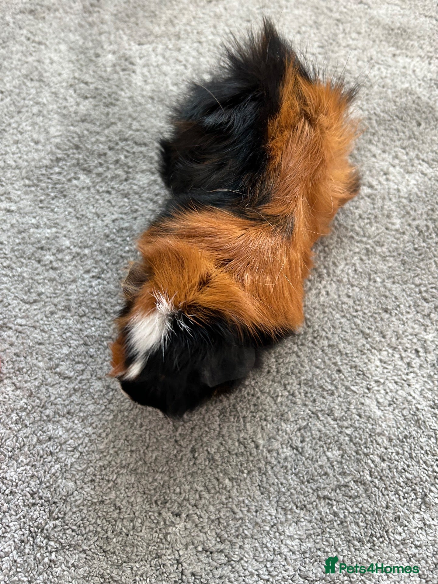 Guinea Pig rodents Female guinea  - Advert 6