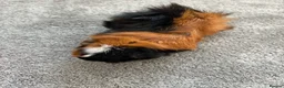 Guinea Pig rodents for sale: Female guinea  in Leigh-on-Sea - Advert 1