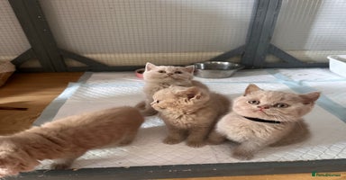 British Shorthair cats - Advert 5