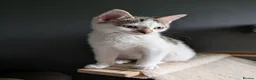 Mixed Breed cats for sale: Two beautiful kittens, looking for there home 🐾 in Peterhead - Advert 18